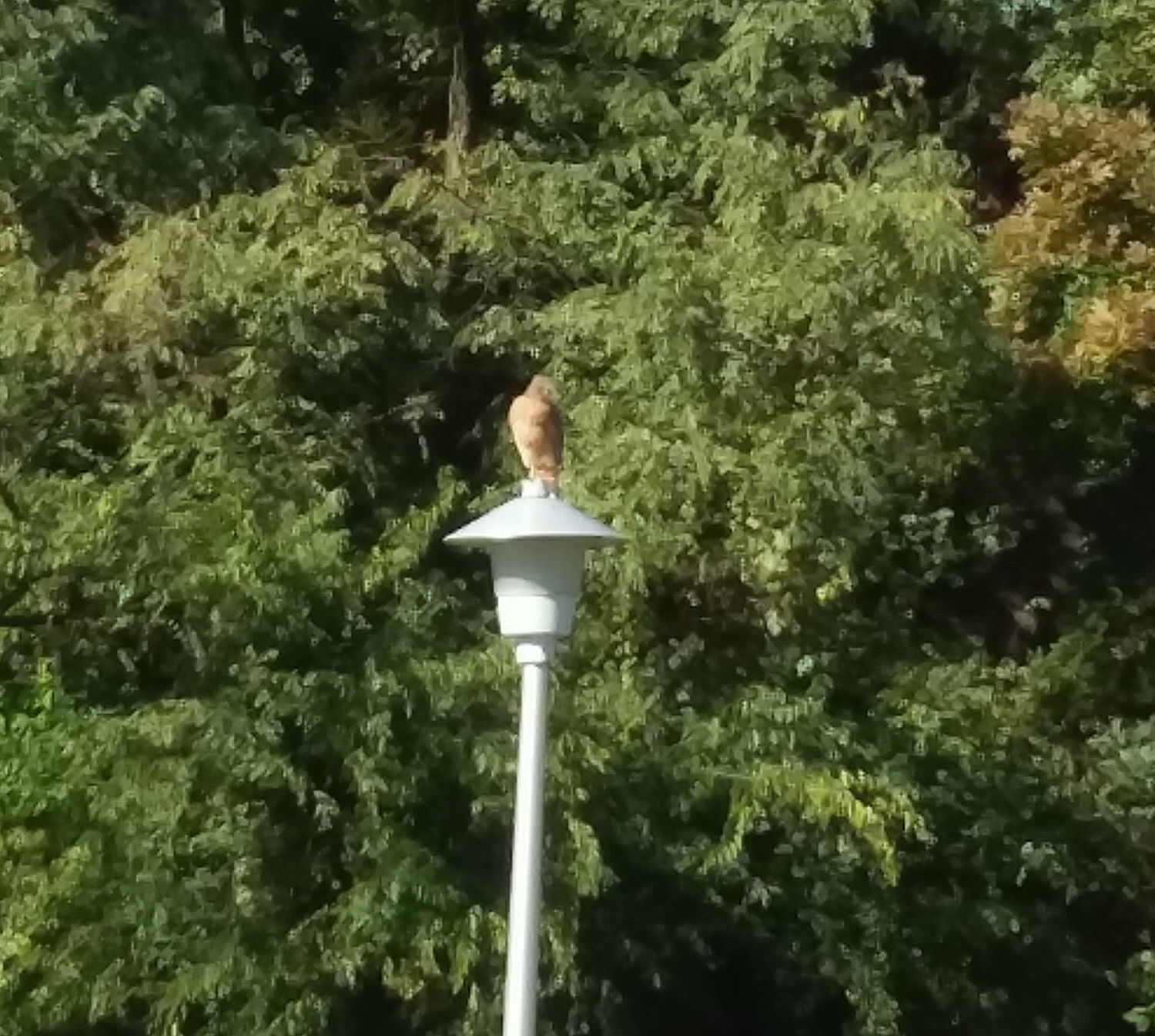 Hawk